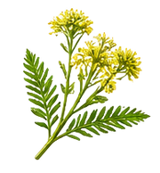 Davana · White Amber · Vetiver