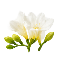 Freesia