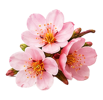Nectarine Blossom