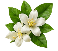 Orange Blossom