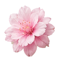 Pink Musk