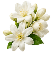 Lily of the Valley · Jasmine · White Musk