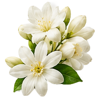 White Musk