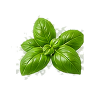 Basil
