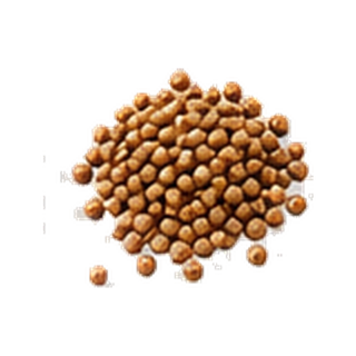 Coriander
