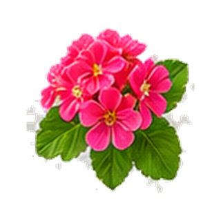 Geranium