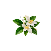 Lily of the Valley · Jasmine · White Musk
